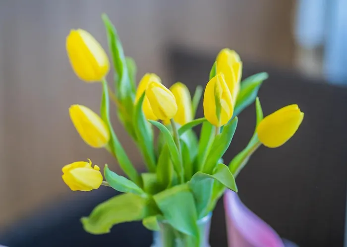 Myflat Laura Lejlighed